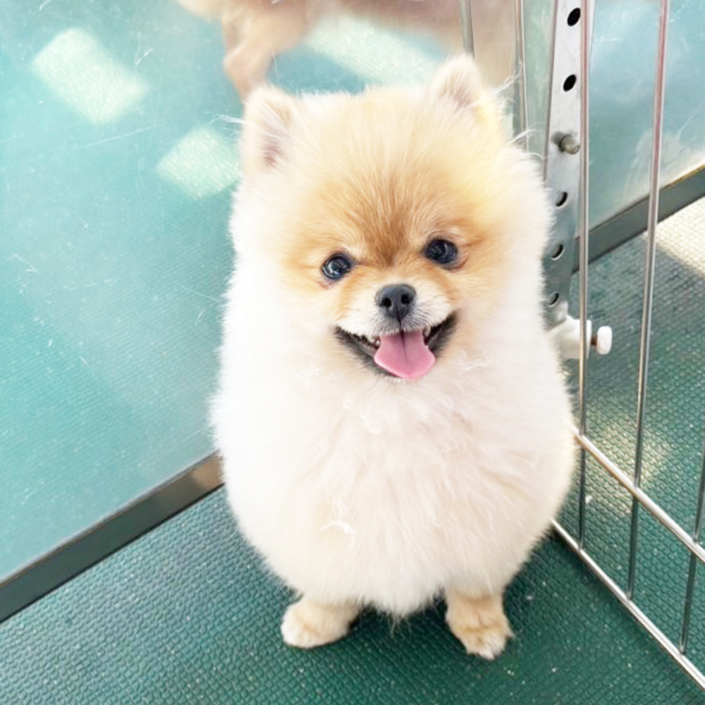 生徒が撮影したモデル犬♪②